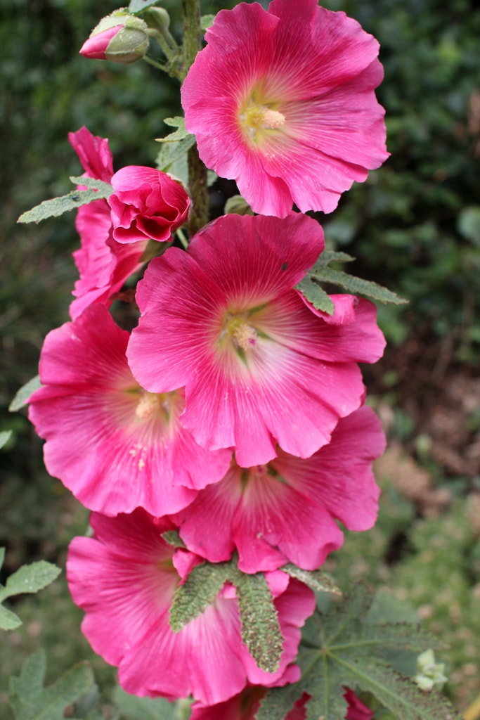 Things to do in Brighton & Hove #17 - Enjoy the hollyhocks in the Pavillion Garden