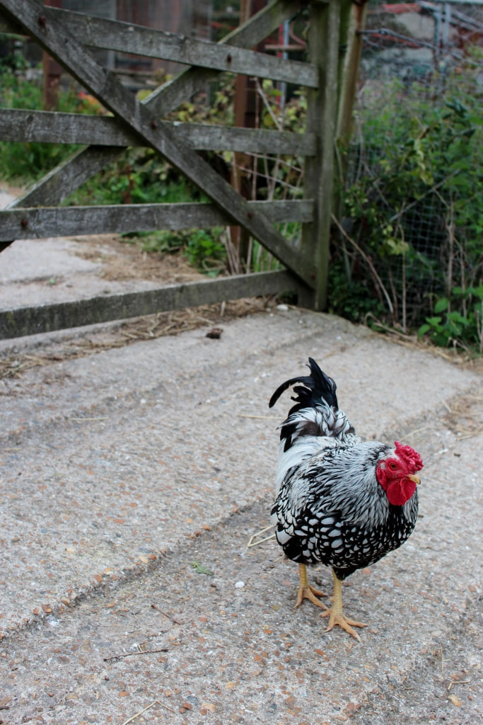 Things to do in Brighton & Hove #29 - Meet the animals at Mile Oak Farm